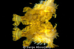 Sargassum Frogfish and Reflexion on the surface ... by Serge Abourjeily 